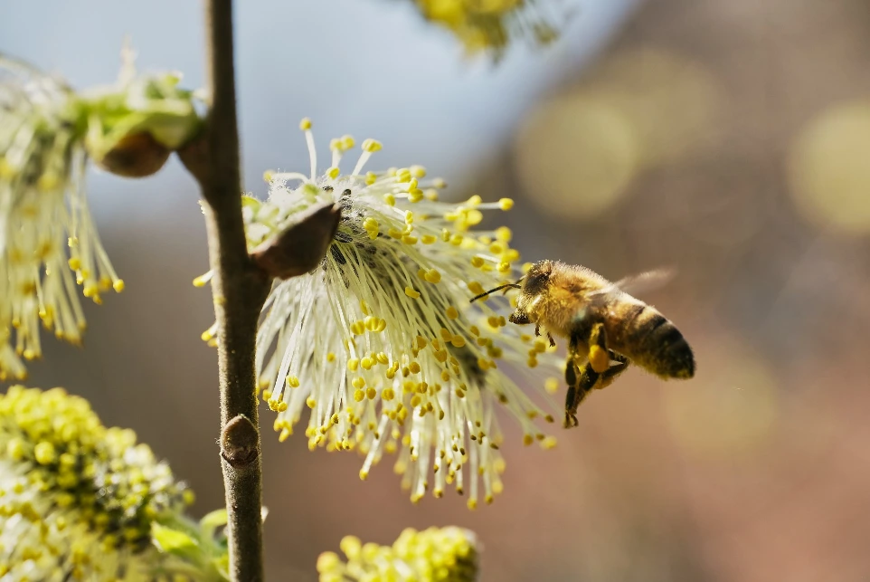 honeybee perched on yellow flower in close up photography during daytime